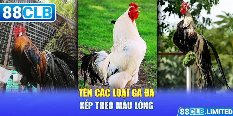 Tên các loại gà đá xếp theo màu lông